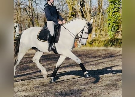 PRE Mix, Castrone, 10 Anni, 169 cm, Grigio pezzato