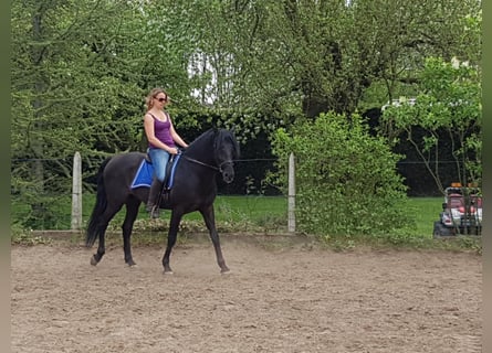 PRE Mix, Castrone, 11 Anni, 158 cm, Morello