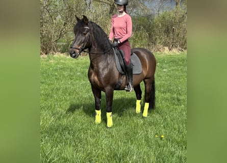 PRE Mix, Castrone, 11 Anni, 162 cm, Baio scuro
