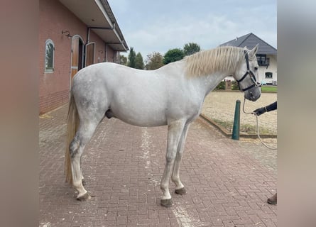 PRE, Castrone, 11 Anni, 165 cm, Grigio