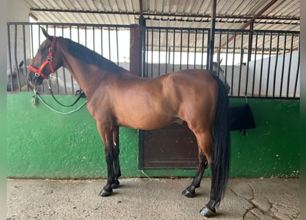 PRE Mix, Castrone, 11 Anni, 166 cm, Baio chiaro