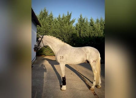 PRE Mix, Castrone, 11 Anni, 167 cm, Grigio
