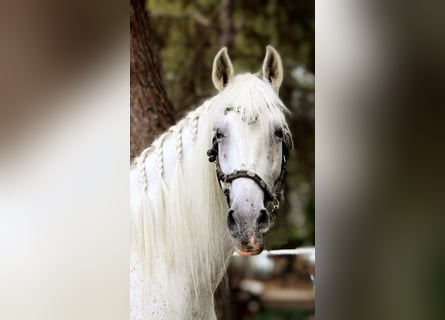 PRE Mix, Castrone, 11 Anni, 168 cm, Grigio