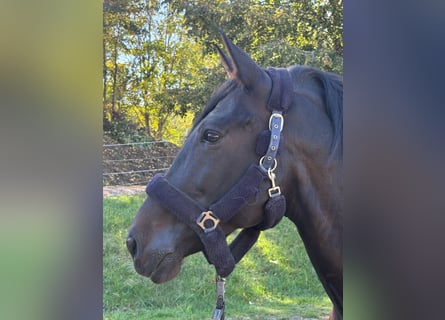 PRE Mix, Castrone, 11 Anni, 170 cm, Baio scuro