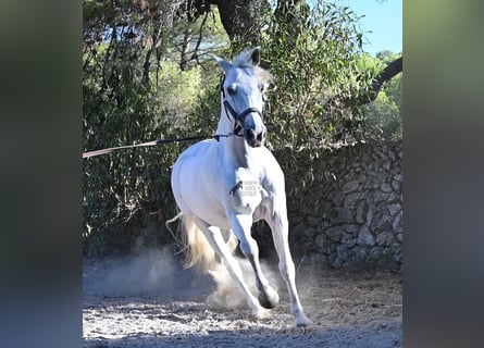 PRE Mix, Castrone, 14 Anni, 156 cm, Grigio