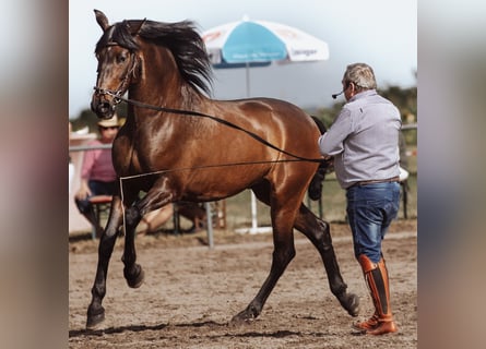 PRE, Castrone, 14 Anni, 170 cm, Baio