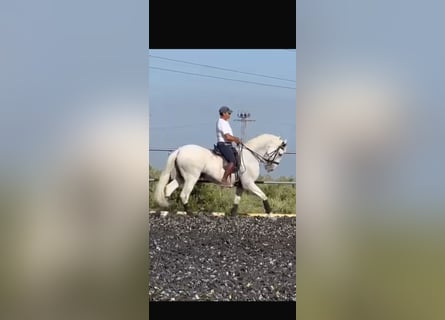 PRE, Castrone, 18 Anni, 172 cm, Grigio