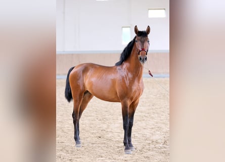 PRE, Castrone, 2 Anni, 163 cm, Baio