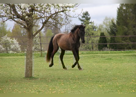 PRE, Castrone, 2 Anni, 168 cm, Morello