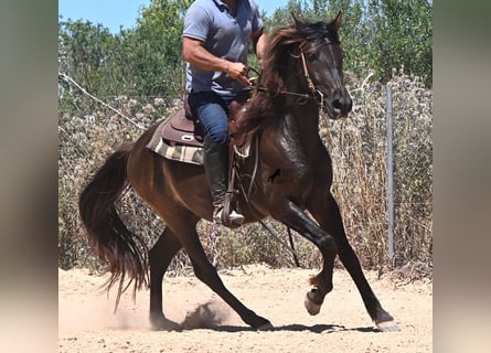PRE Mix, Castrone, 3 Anni, 152 cm, Morello