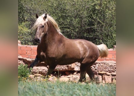 PRE, Castrone, 3 Anni, 155 cm, Palomino