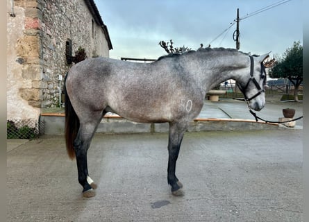 PRE Mix, Castrone, 3 Anni, 158 cm, Grigio pezzato