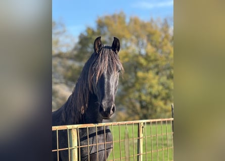 PRE, Castrone, 3 Anni, 158 cm, Morello