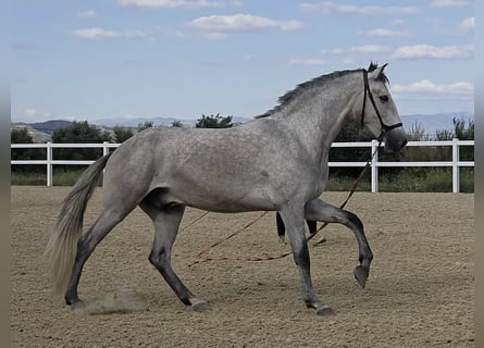 PRE, Castrone, 3 Anni, 160 cm, Grigio