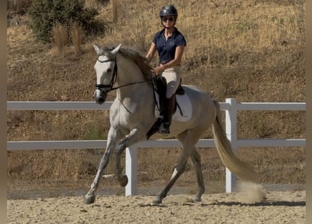 PRE, Castrone, 3 Anni, 160 cm, Grigio