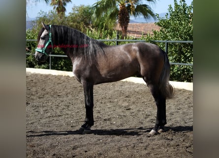 PRE, Castrone, 3 Anni, 160 cm, Grigio