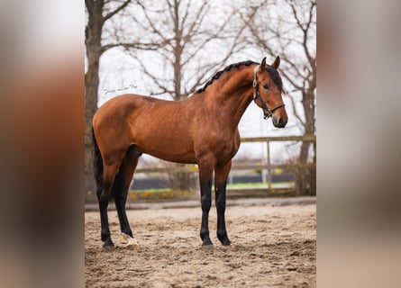 PRE, Castrone, 3 Anni, 163 cm, Baio
