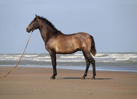 PRE, Castrone, 3 Anni, 163 cm, Grigio