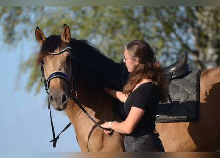 PRE, Castrone, 3 Anni, 163 cm, Pelle di daino