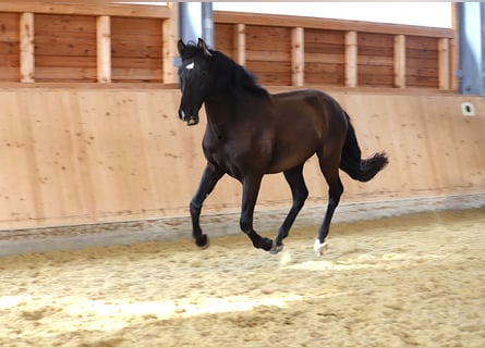 PRE, Castrone, 3 Anni, 165 cm, Morello