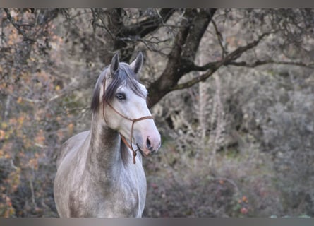 PRE, Castrone, 3 Anni, 170 cm, Grigio