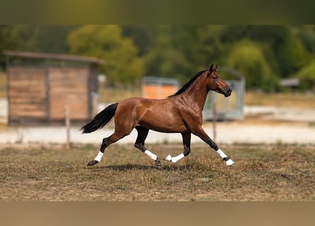 PRE, Castrone, 3 Anni, Baio