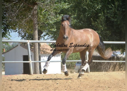 PRE, Castrone, 4 Anni, 149 cm, Falbo baio