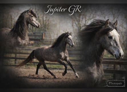 PRE, Castrone, 4 Anni, 152 cm, Grigio