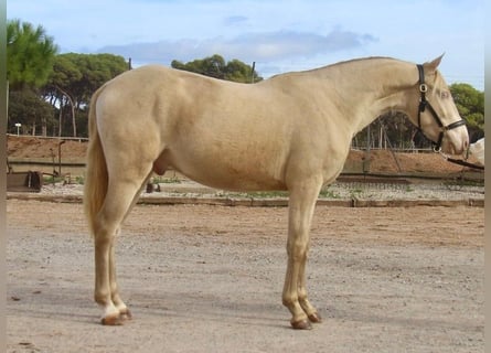 PRE Mix, Castrone, 4 Anni, 154 cm, Cremello