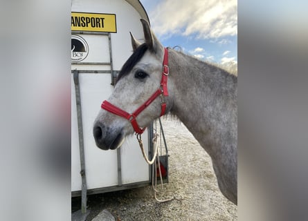 PRE, Castrone, 4 Anni, 154 cm, Grigio ferro