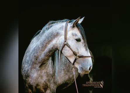 PRE, Castrone, 4 Anni, 155 cm, Grigio