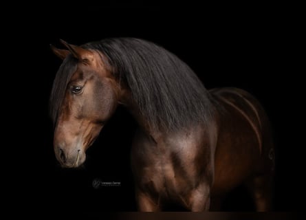 PRE, Castrone, 4 Anni, 156 cm, Baio nero