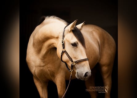 PRE Mix, Castrone, 4 Anni, 156 cm, Falbo