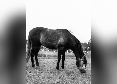 PRE Mix, Castrone, 4 Anni, 156 cm, Grigio