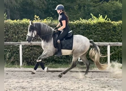 PRE Mix, Castrone, 4 Anni, 157 cm, Grigio