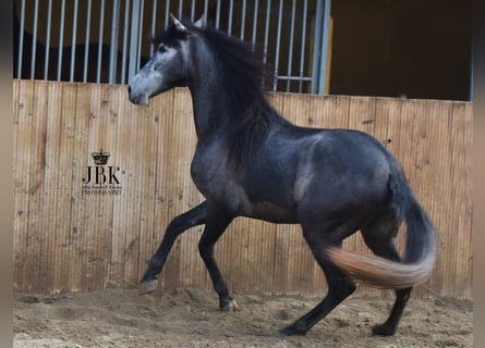 PRE, Castrone, 4 Anni, 157 cm, Grigio ferro
