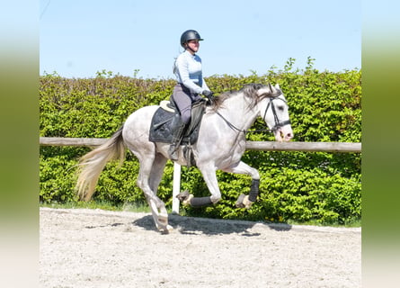 PRE Mix, Castrone, 4 Anni, 158 cm