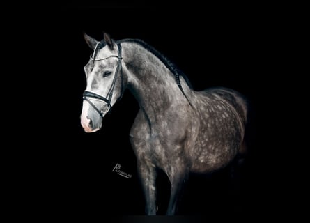 PRE, Castrone, 4 Anni, 158 cm, Grigio ferro