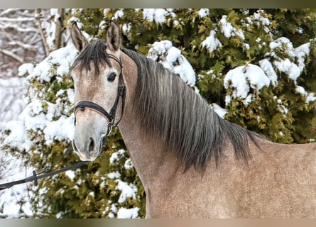 PRE Mix, Castrone, 4 Anni, 158 cm, Grigio rossastro