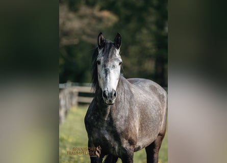 PRE Mix, Castrone, 4 Anni, 159 cm, Grigio