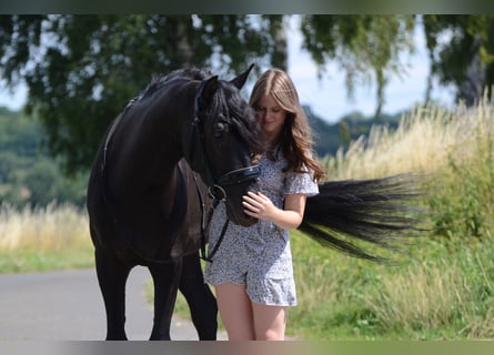 PRE, Castrone, 4 Anni, 160 cm, Morello