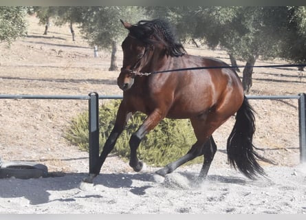 PRE, Castrone, 4 Anni, 163 cm, Baio scuro