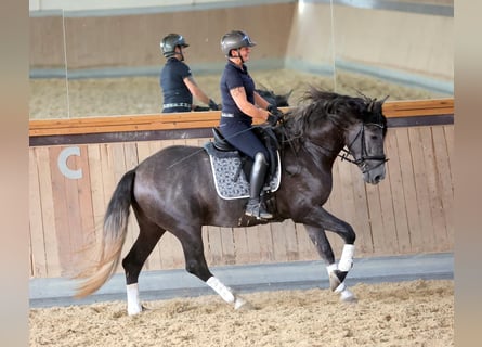 PRE, Castrone, 4 Anni, 164 cm, Grigio
