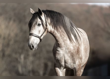 PRE, Castrone, 4 Anni, 164 cm, Grigio rossastro