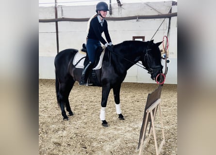 PRE Mix, Castrone, 4 Anni, 164 cm, Morello