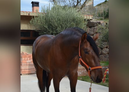 PRE, Castrone, 4 Anni, 165 cm, Baio