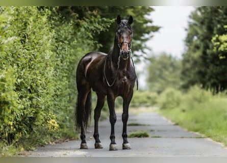 PRE, Castrone, 4 Anni, 165 cm, Baio nero