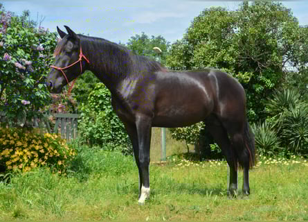 PRE, Castrone, 4 Anni, 165 cm, Morello