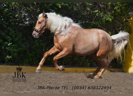 PRE Mix, Castrone, 4 Anni, 165 cm, Palomino