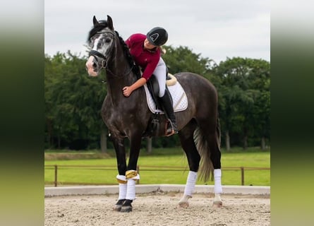 PRE, Castrone, 4 Anni, 167 cm, Grigio pezzato